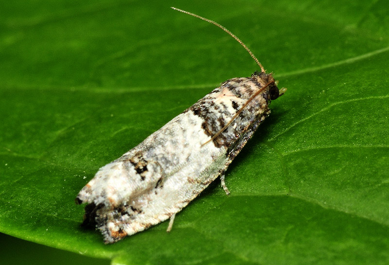 15 Tortricidae - Notocelia incarnatana